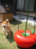 �z�[���n�C�|�j�J�@�ƒ�؉��~�j�g�}�g